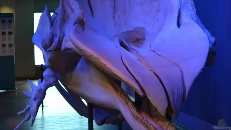 Blog: Mich@ on Tour: Ein Besuch im Düsseldorfer Aquazoo Löbbecke Museum (4793)