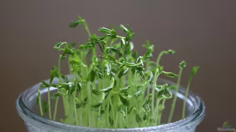 Blog: Microgreens: Kleine Pflanzen, großer Geschmack - Der komplette Guide (7485)