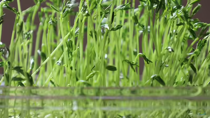Blog: Microgreens: Kleine Pflanzen, großer Geschmack - Der komplette Guide (7485)