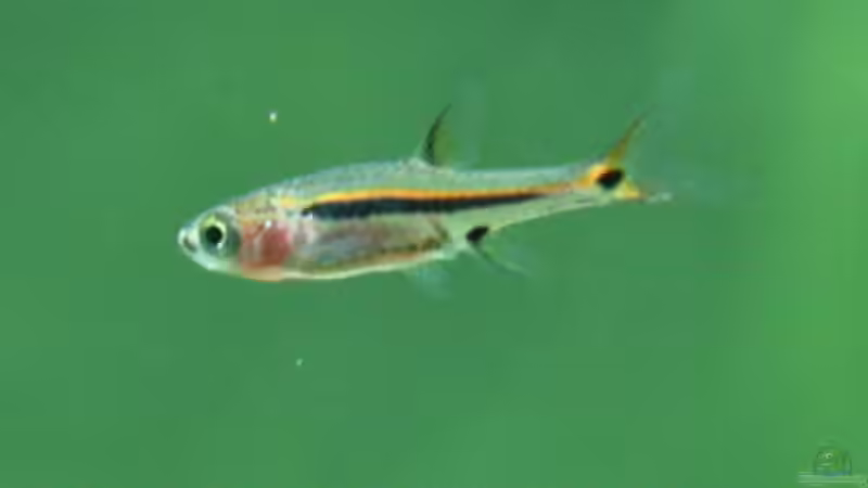 Blog: Mikro-Rasboras im Artenvergleich - Die schönsten Zwergbärblinge für das Nano-Aquarium (8010)
