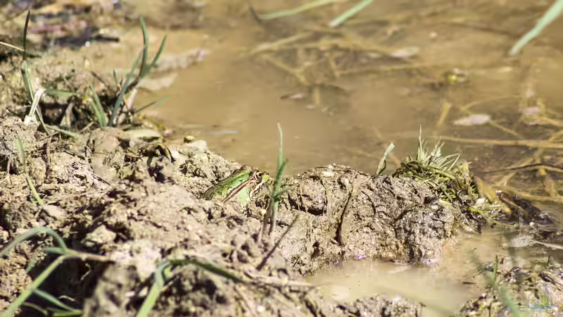 Blog: Mikroorganismen im Winter – Das geheime Leben im Teichschlamm (6575)