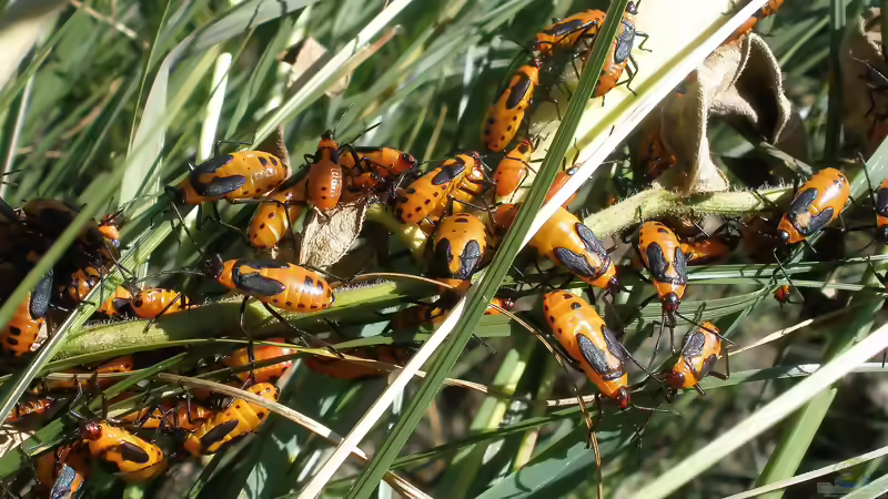 Blog: Milchkrautwanzen als Futtertiere: Haltung, Zucht und sichere Verwendung im Terrarium (8089)