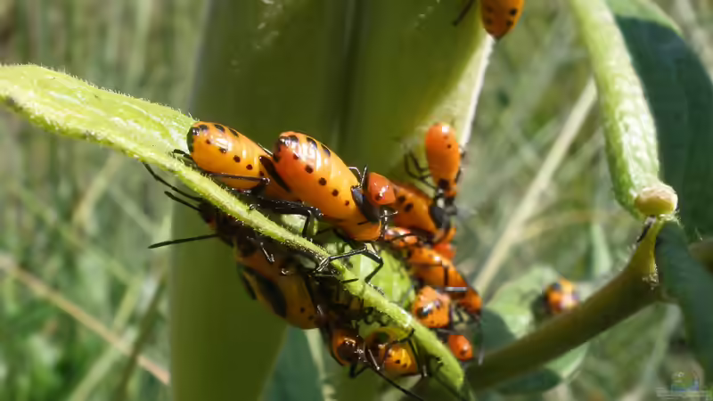 Blog: Milchkrautwanzen als Futtertiere: Haltung, Zucht und sichere Verwendung im Terrarium (8089)