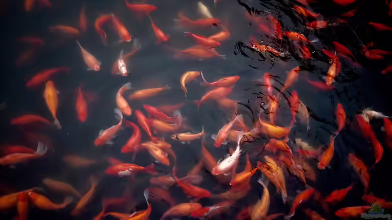 Blog: Milde Winter und ihre Auswirkungen auf die Winterruhe von Goldfischen (6701)