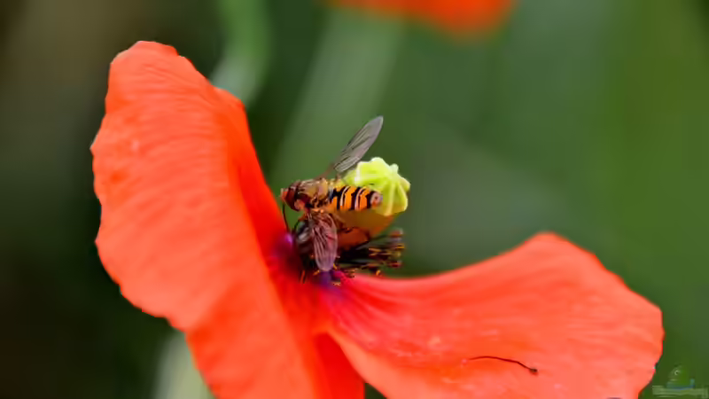 Blog: Mimikry - Täuschungskunst der Natur und faszinierende Überlebensstrategie im Tierreich (7929)