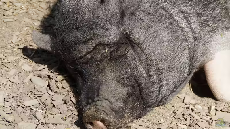 Blog: Minischwein im Garten - Haltung, Pflege und Alltag mit den kleinen Schweinen (7632)