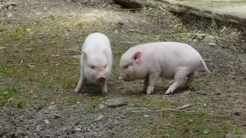 Blog: Minischwein im Garten - Haltung, Pflege und Alltag mit den kleinen Schweinen (7632)