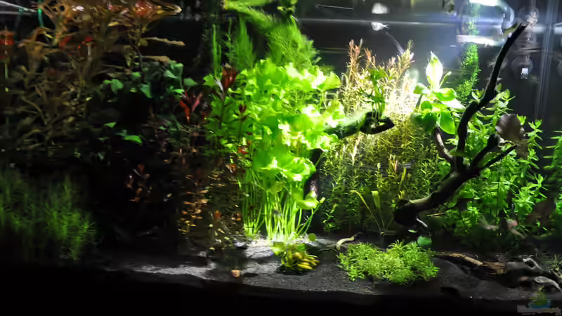 Blog: Mit LED-Spots für eine natürliche Unterwasserwelt sorgen (7644)