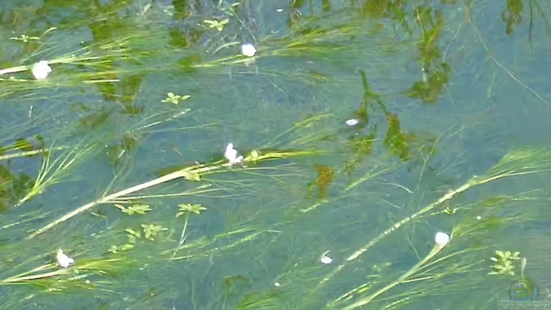 Blog: Mit Unterwasserpflanzen gegen die Algenplage (6408)