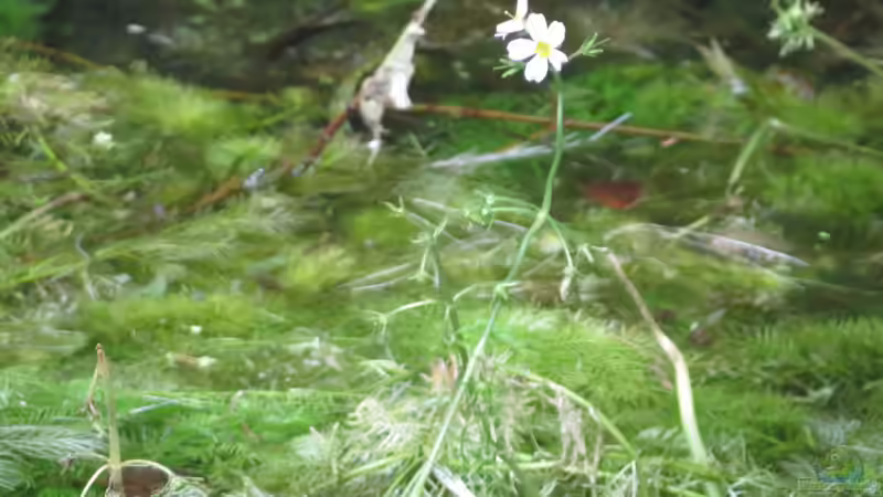 Blog: Mit Unterwasserpflanzen gegen die Algenplage (6408)