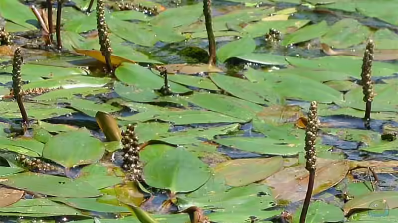 Blog: Mit Unterwasserpflanzen gegen die Algenplage (6408)