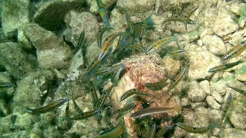 Blog: Mittelmeeraquarium: Das sind geeignete Zierfische (7054)