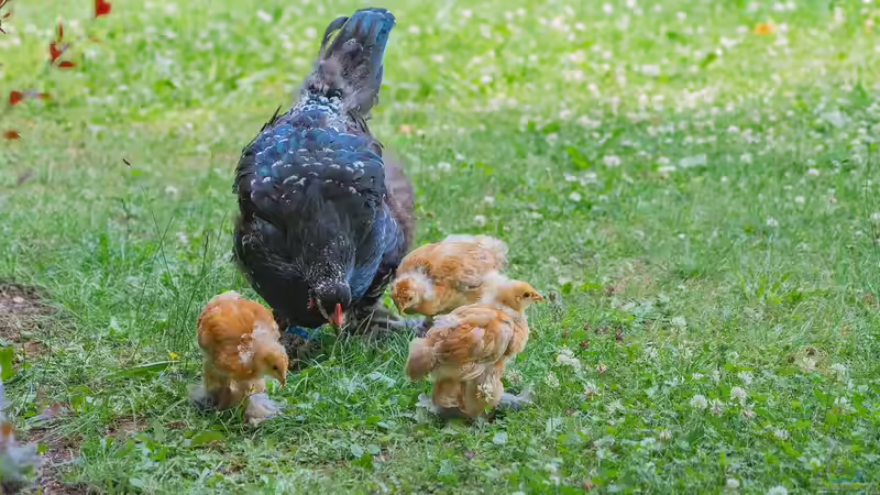 Blog: Mobiler Hühnerstall im Garten - artgerechte Hühnerhaltung mit Flexibilität und System (7738)
