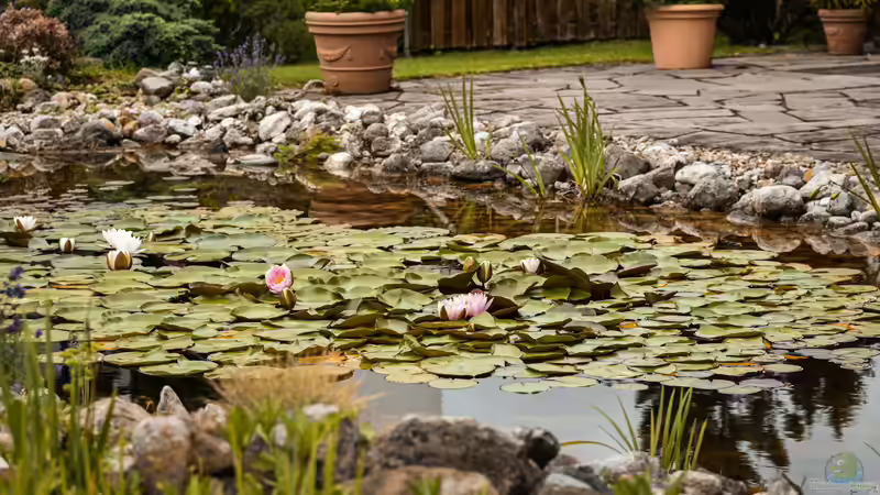 Blog: Moderne Gartengestaltung: Das sind die 5 goldenen Regeln (7936)