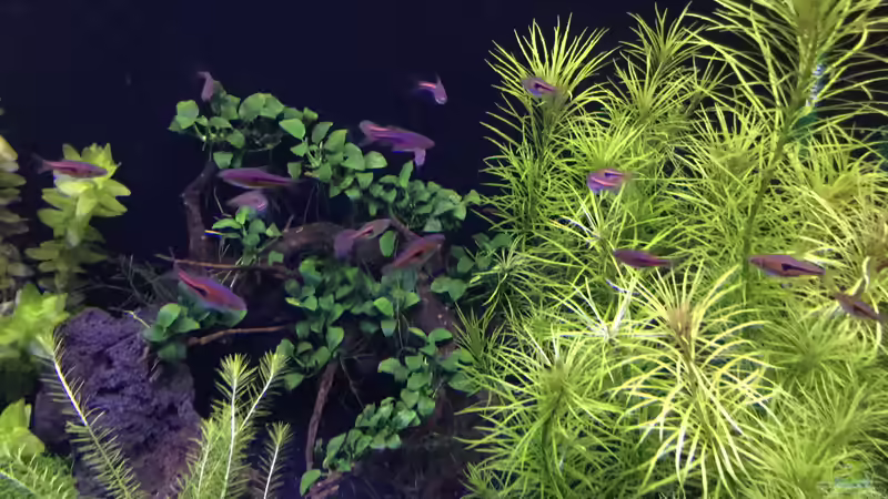 Blog: Moderne Lichtsteuerung: Abenddämmerung im Aquarium (7590)
