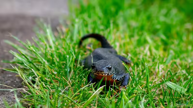 Blog: Molche im Gartenteich: Warum ein fischfreier Lebensraum wichtig ist (6627)