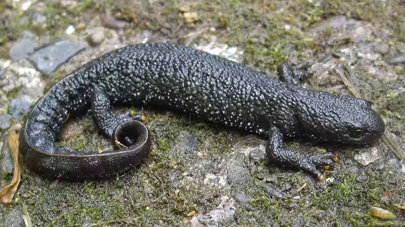 Blog: Molche unterscheiden – Was kräucht denn da am Gartenteich? (6407)