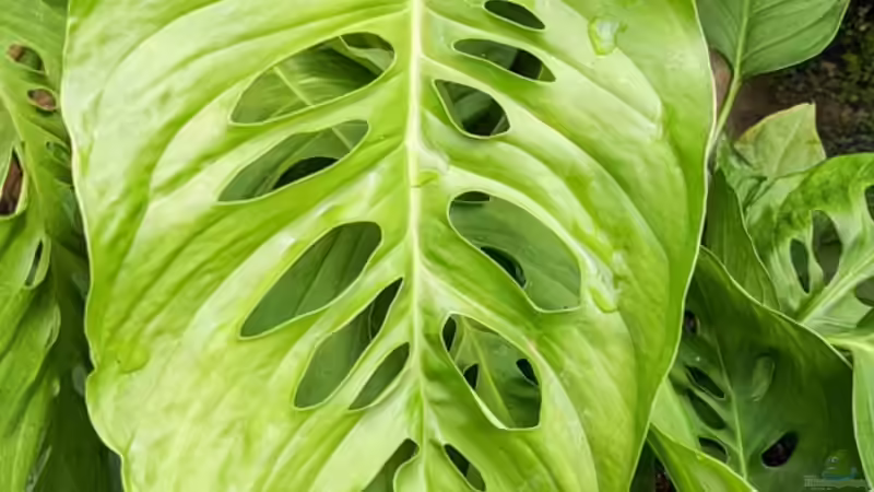 Blog: Monstera-Arten: Ein umfassender Guide für Terraristik- und Gartenliebhaber (7425)