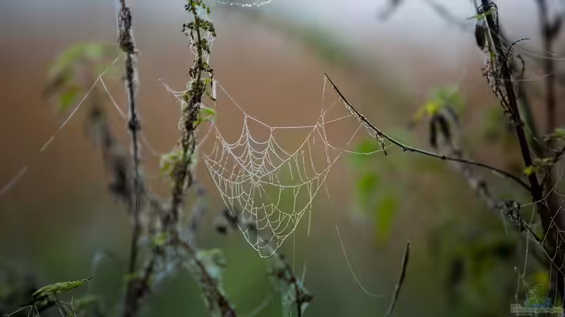 Blog: Morgentau: Ein Naturphänomen mit großer Bedeutung (7028)