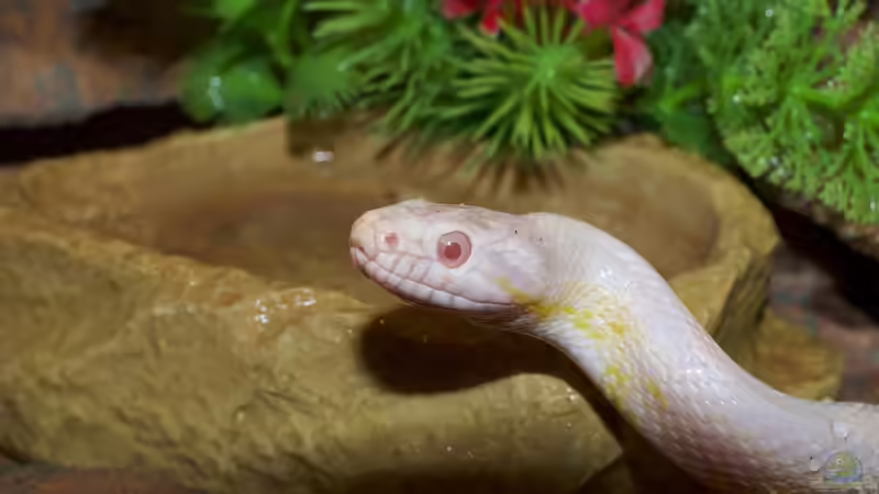 Blog: Morphen der Kornnatter: Farben, Genetik und Vielfalt bei Pantherophis guttatus (7915)