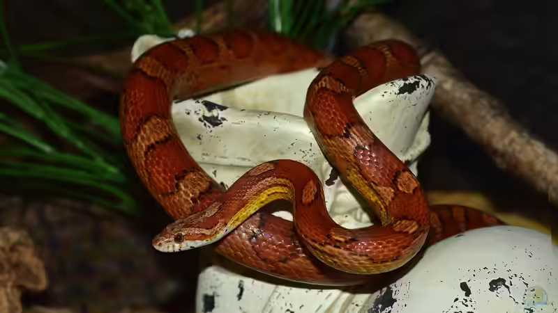 Blog: Morphen der Kornnatter: Farben, Genetik und Vielfalt bei Pantherophis guttatus (7915)