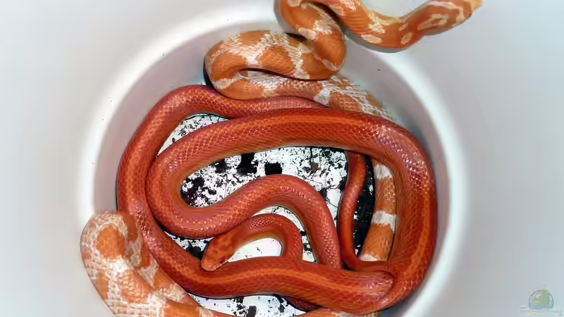 Blog: Morphen der Kornnatter: Farben, Genetik und Vielfalt bei Pantherophis guttatus (7915)