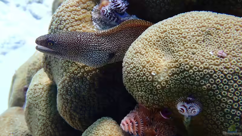 Blog: Muränen im Meerwasseraquarium: So gefährlich ist ihr Biss für Menschen (7951)