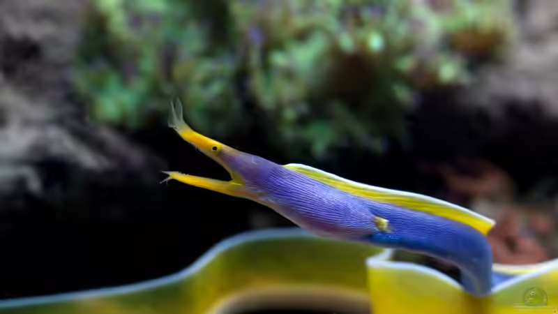 Blog: Muränen im Meerwasseraquarium: So gefährlich ist ihr Biss für Menschen (7951)