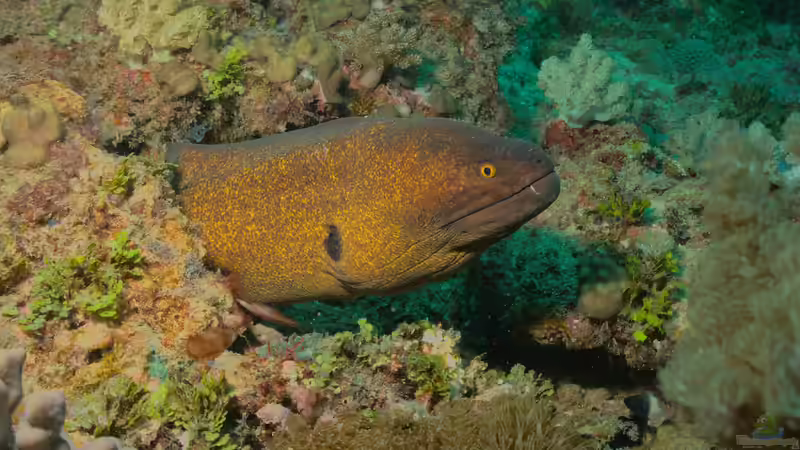 Blog: Muränen im Meerwasseraquarium: So gefährlich ist ihr Biss für Menschen (7951)
