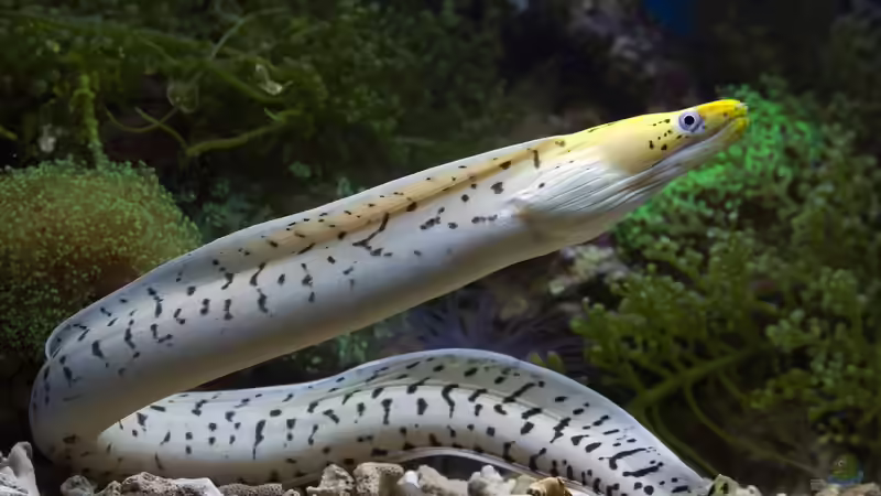 Blog: Muränen im Meerwasseraquarium: So gefährlich ist ihr Biss für Menschen (7951)