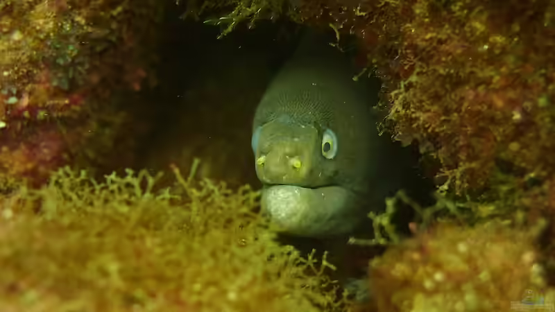 Blog: Muränen im Meerwasseraquarium: So gefährlich ist ihr Biss für Menschen (7951)