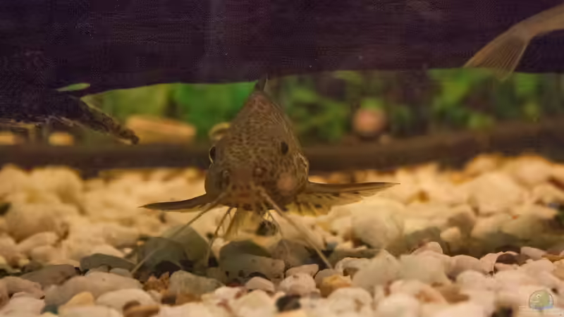 Blog: Nach der Krankheit: Wie geht es mit dem Aquarium weiter? (7646)