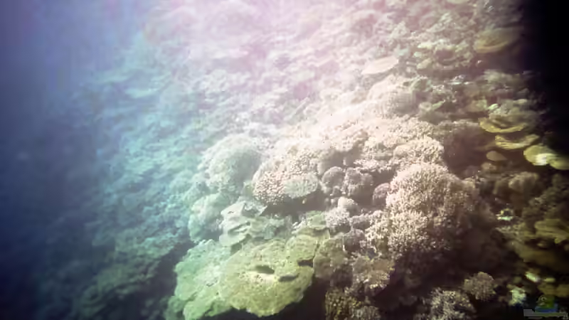 Blog: Nachbesserung./Für Toto Nr. 100 für mich mal ein kleines Allgemeinwissen ---RIFFE oder reef (1613)