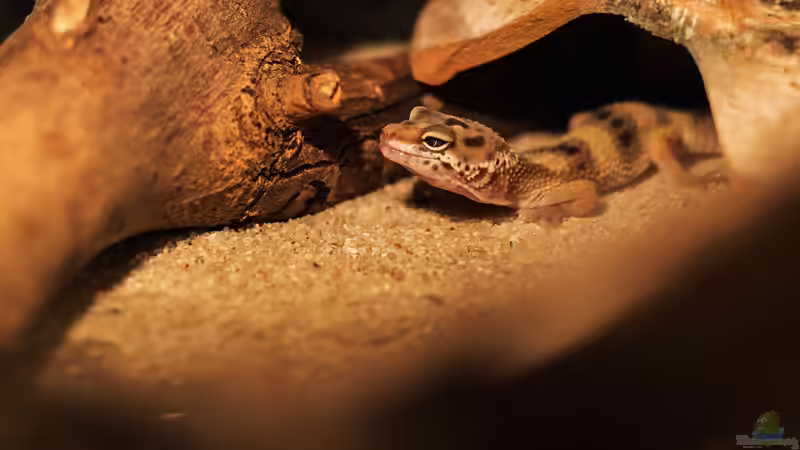 Blog: Nachhaltige Terraristik: Nachzuchten statt Wildfänge - Verantwortung für Tiere, Natur und zukünftige Generationen (8030)