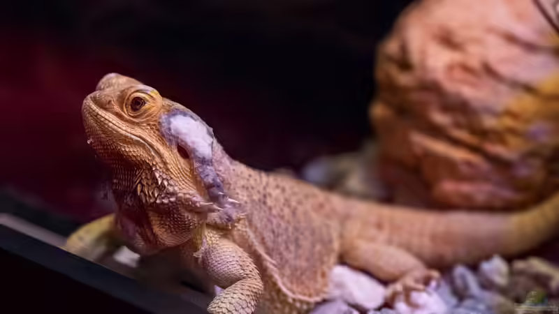Blog: Nachhaltige Terraristik: Nachzuchten statt Wildfänge - Verantwortung für Tiere, Natur und zukünftige Generationen (8030)