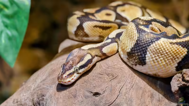 Blog: Nachhaltige Terraristik: Nachzuchten statt Wildfänge - Verantwortung für Tiere, Natur und zukünftige Generationen (8030)