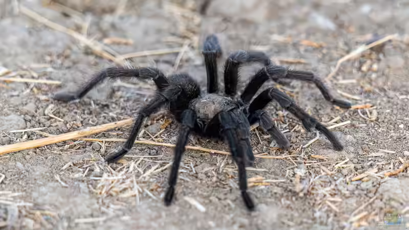 Blog: Nachhaltige Terraristik: Nachzuchten statt Wildfänge - Verantwortung für Tiere, Natur und zukünftige Generationen (8030)