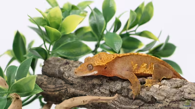 Blog: Nachhaltige Terraristik: Nachzuchten statt Wildfänge - Verantwortung für Tiere, Natur und zukünftige Generationen (8030)