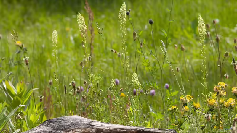 Blog: Nachhaltiges Gärtnern - der umfassende Leitfaden für einen umweltbewussten Garten (7653)
