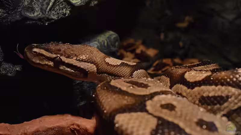 Blog: Nachtaktive Reptilien im Terrarium: Faszinierende Bewohner für die Dunkelheit (7542)