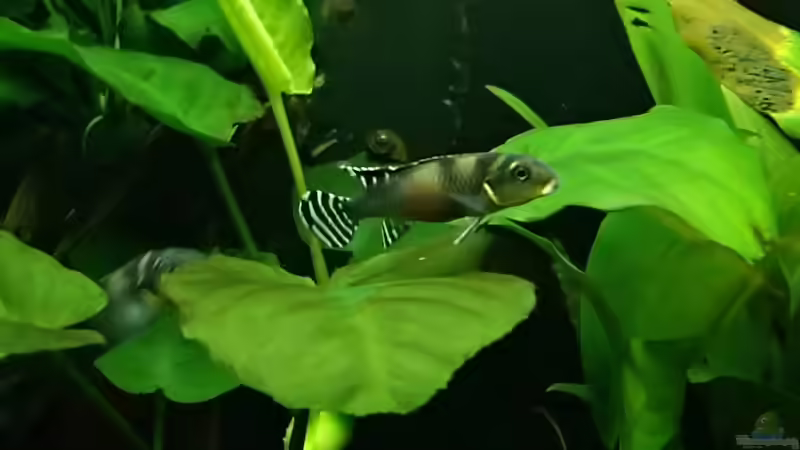 Blog: Nanochromis - Zwergbuntbarsche aus Westafrika (7586)
