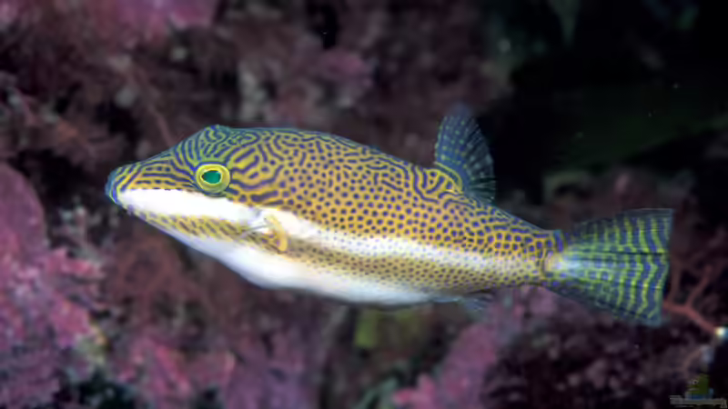 Blog: Nase, Drücker und andere lustige Fischnamen (7971)