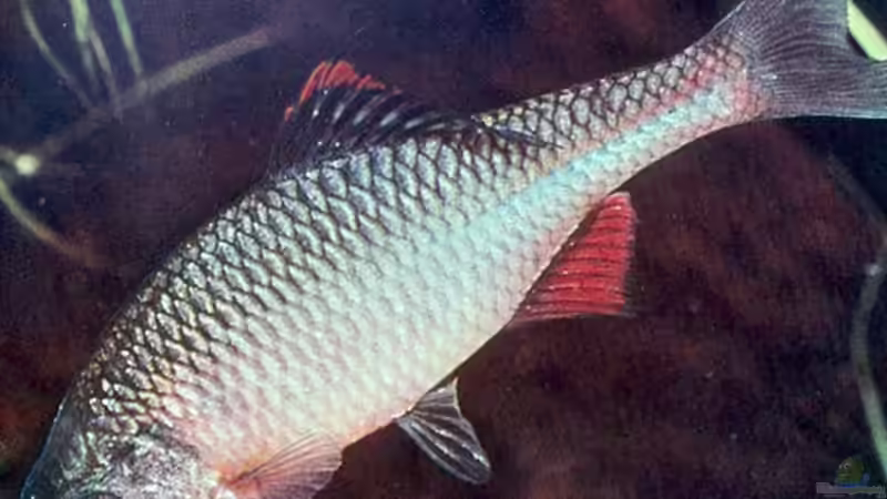 Blog: Nase, Drücker und andere lustige Fischnamen (7971)
