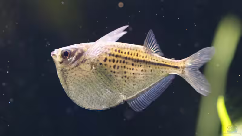 Blog: Nase, Drücker und andere lustige Fischnamen (7971)