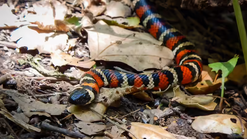 Blog: Nattern aus Nordamerika: Artenvielfalt, Lebensräume und Haltung im Terrarium (8144)