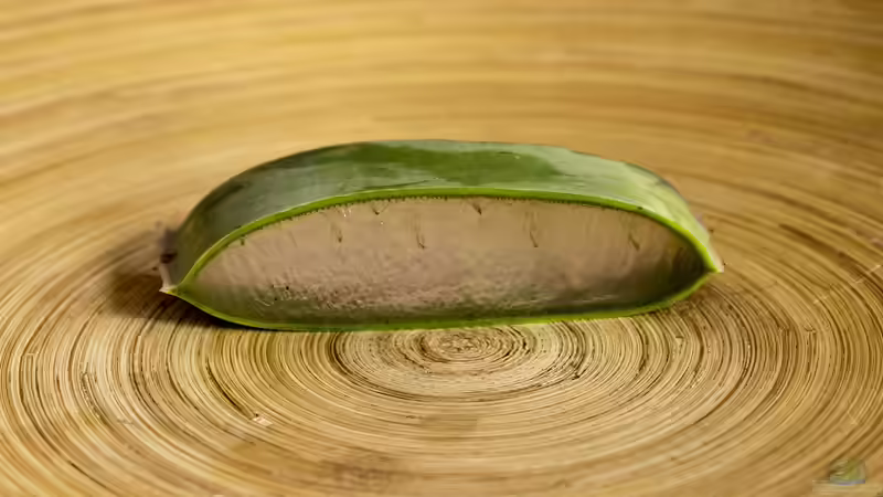 Blog: Natürliche Hilfe bei Sonnenbrand - Wie Aloe Vera die Haut beruhigt (7090)