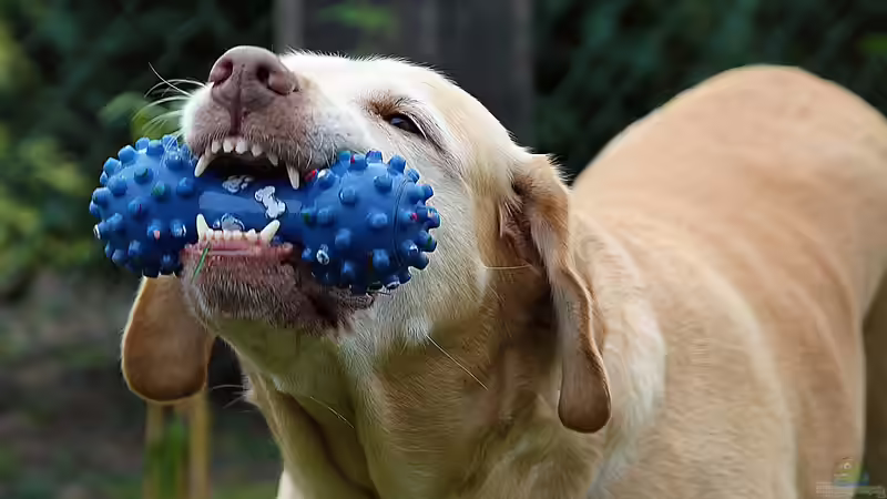 Blog: Natürliche Kauartikel für Hunde: Wofür sollte man sich entscheiden? (7637)