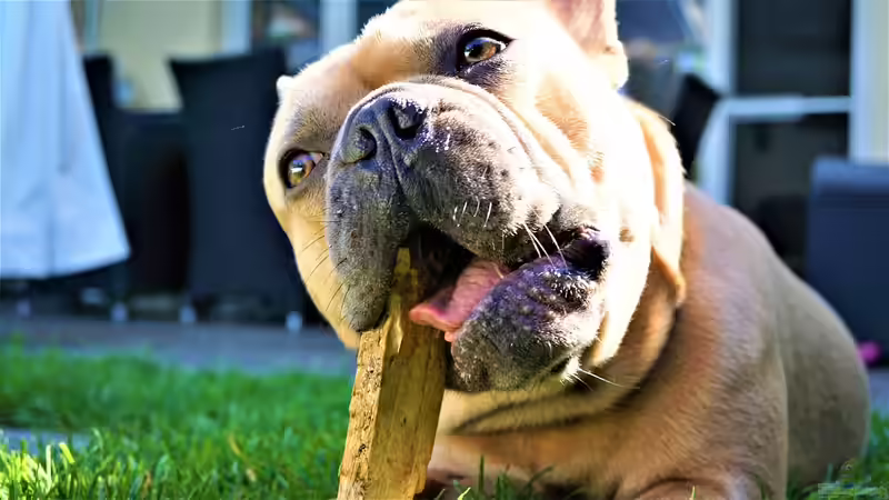 Blog: Natürliche Kauartikel für Hunde: Wofür sollte man sich entscheiden? (7637)