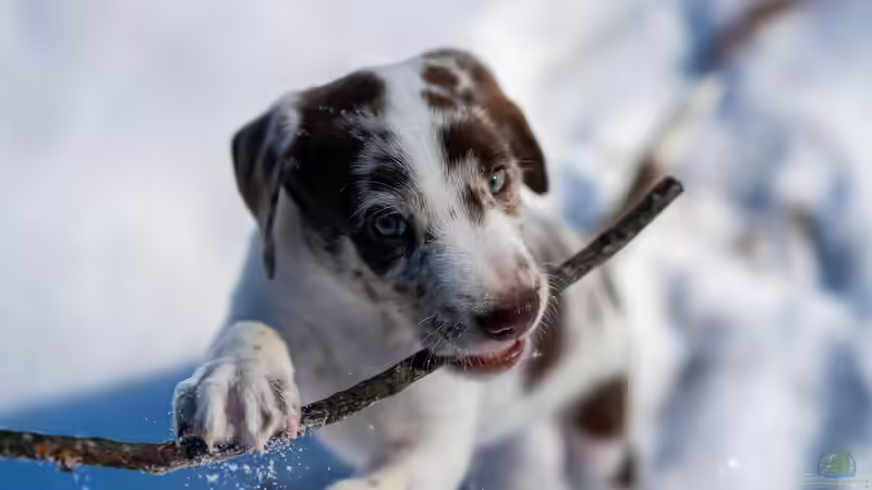 Blog: Natürliche Kauartikel für Hunde: Wofür sollte man sich entscheiden? (7637)