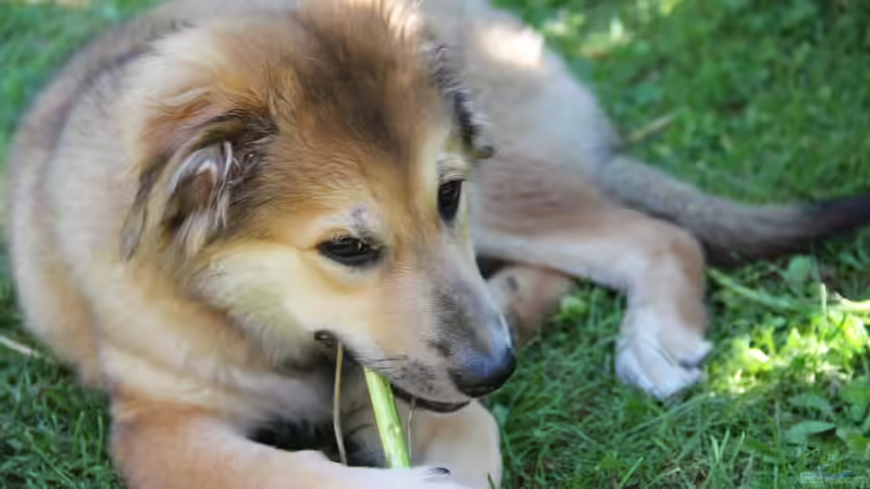 Blog: Natürliche Kauartikel für Hunde: Wofür sollte man sich entscheiden? (7637)